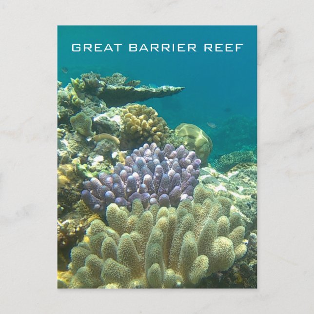 great barrier coral postcard (Front)