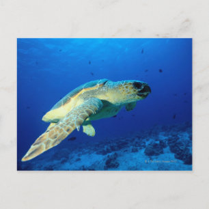 Great Barrier Reef, Australia 2 Postcard