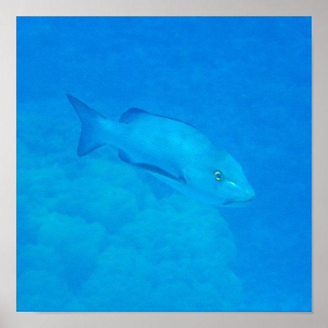 Great Barrier Reef Bohar Snapper Fish Poster (Front)