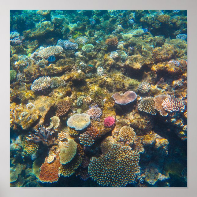 Great Barrier Reef Coral - #4 Poster (Front)
