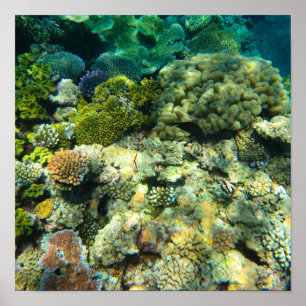 Great Barrier Reef Coral - #5 Poster