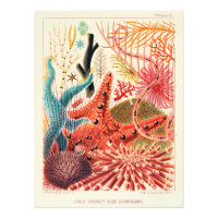 Great Barrier Reef Echinoderms