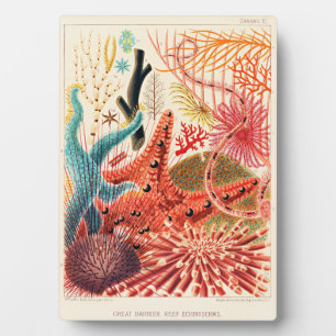 Great Barrier Reef Echinoderms Plaque