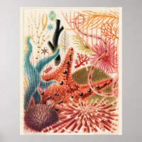 Great Barrier Reef Echinoderms,