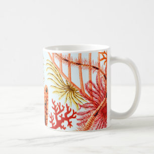 Great Barrier Reef Echinoderms   Vintage Coffee Mug