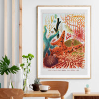 Great Barrier Reef Echinoderms | Vintage