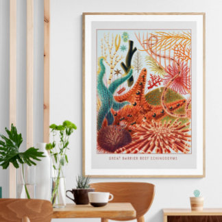 Great Barrier Reef Echinoderms | Vintage  Poster