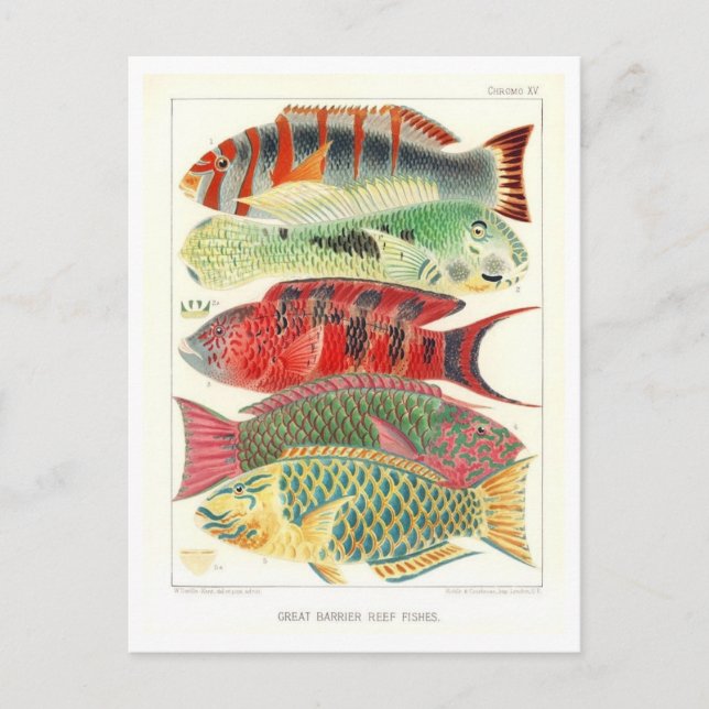 Great Barrier Reef Fish Vintage Postcard (Front)