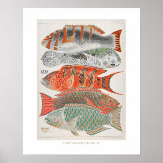 Great Barrier Reef Fishes in Coral, Art Print