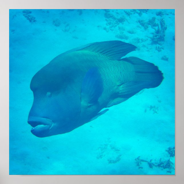 Great Barrier Reef Napoleon Wrasse Fish Poster (Front)