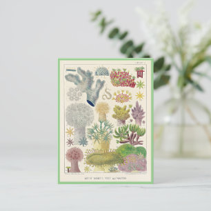 Great Barrier Reef of Australia, Alcyonaria, Postcard