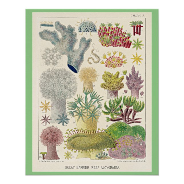 Great Barrier Reef of Australia, Alcyonaria, Poster (Front)