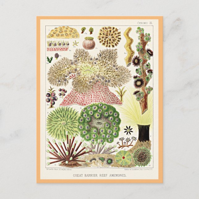 Great Barrier Reef of Australia Anemones Postcard (Front)
