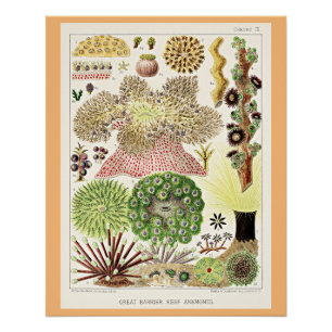 Great Barrier Reef of Australia Anemones Poster