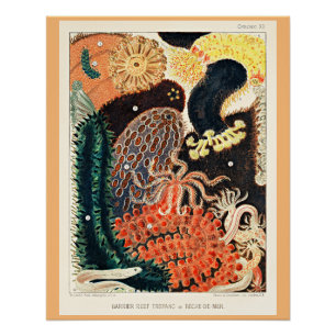 Great Barrier Reef of Australia, Trepang, Poster