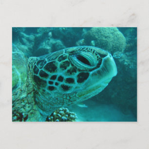 Great Barrier Reef  Turtle Postcard