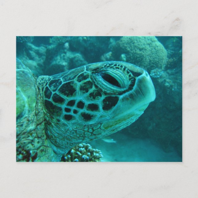Great Barrier Reef Turtle Postcard (Front)