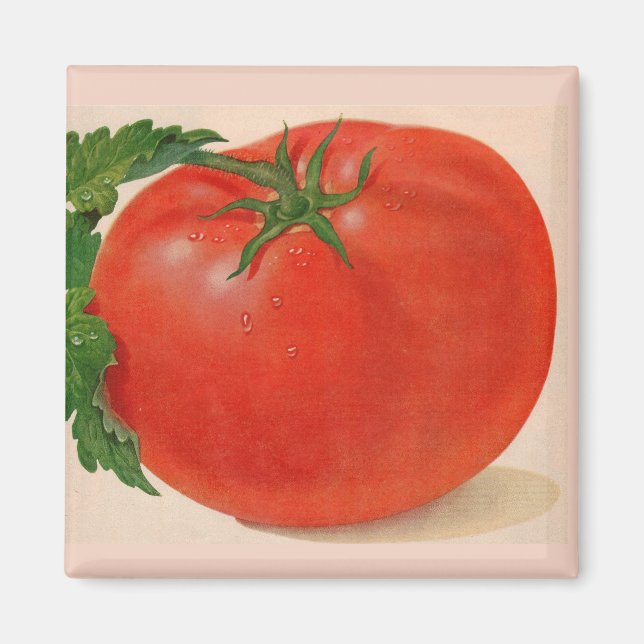 great BIG juicy tomato Magnet (Front)