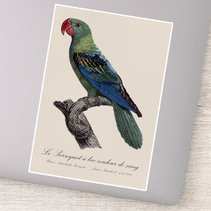 Great-Billed Parrot, Tanygnathus Megalorynchos