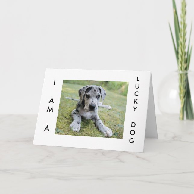 "GREAT BIRTHDAY WISHES FROM GREAT DANE" CARD (Front)