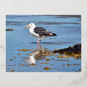 Great Black-backed Gull in water Foil Holiday Postcard