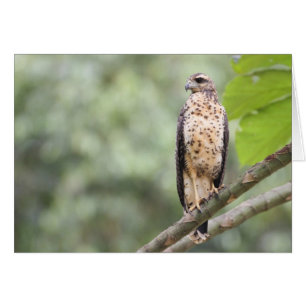 Great Black Hawk