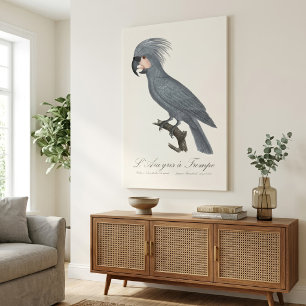 Great Black Palm Cockatoo, Probosciger aterrimus Canvas Print