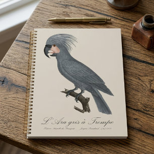 Great Black Palm Cockatoo, Probosciger aterrimus Planner