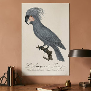 Great Black Palm Cockatoo, Probosciger aterrimus Poster