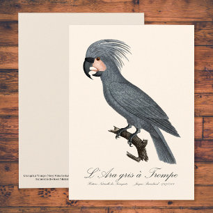 Great Black Palm Cockatoo, Probosciger aterrimus Thank You Card