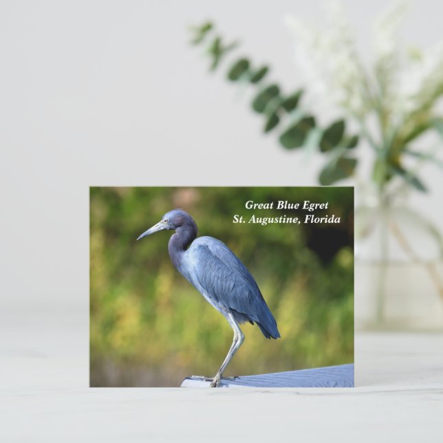 Great blue egret holiday postcard (Standing Front)