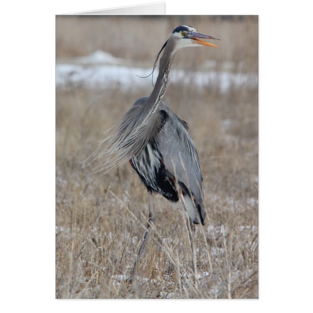 Great Blue Heron (Front)