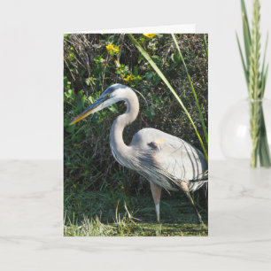 Great Blue Heron 1. Greeting Card