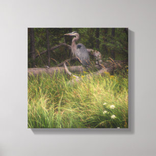 Great Blue Heron 8917 Canvas Print