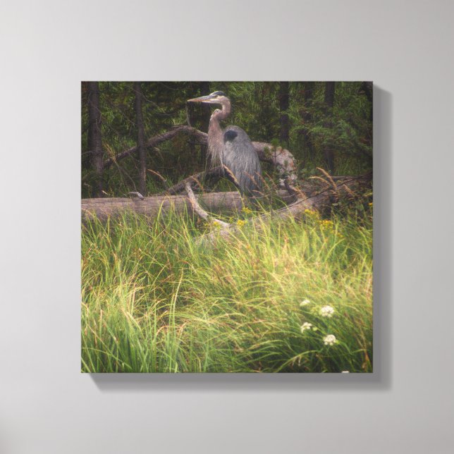 Great Blue Heron 8917 Canvas Print (Front)