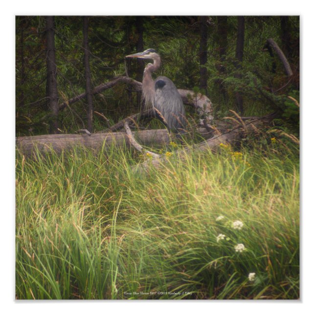 Great Blue Heron 8917 Photo Print (Front)
