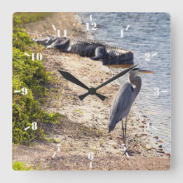 Great blue Heron and alligator at the lake Square Wall Clock