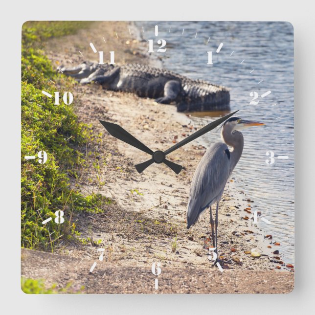 Great blue Heron and alligator at the lake Square Wall Clock (Front)