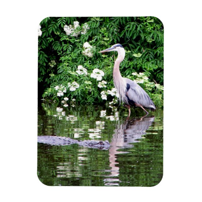 Great Blue Heron and Alligator Magnet (Vertical)