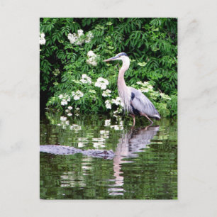 Great Blue Heron and Alligator Postcard 