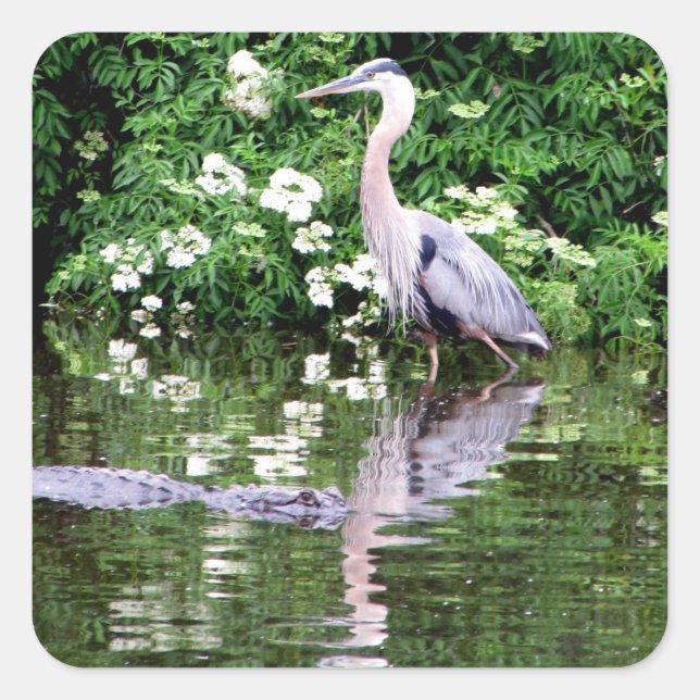 Great Blue Heron and Alligator Stickers (Front)