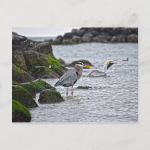 Great Blue Heron and Brown Pelican Postcard