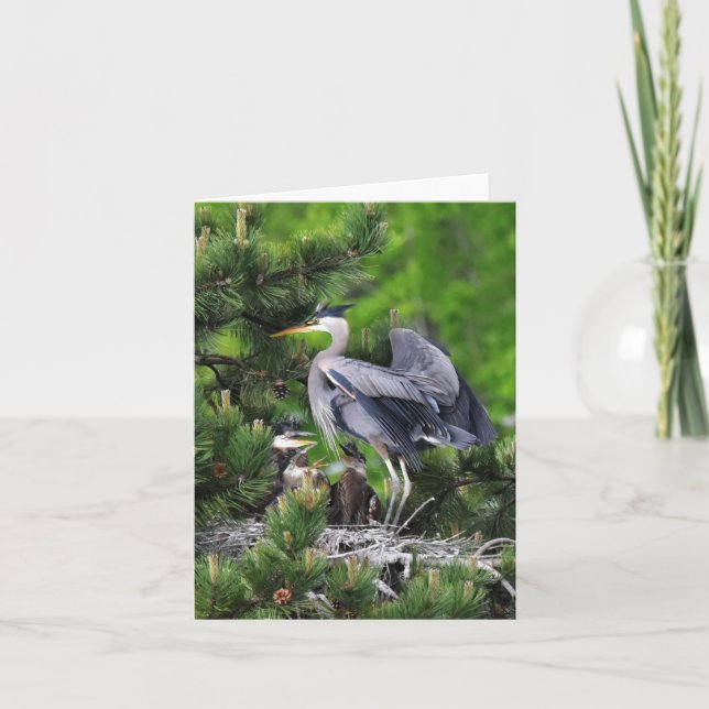 Great Blue Heron and Its Babies! Card (Front)