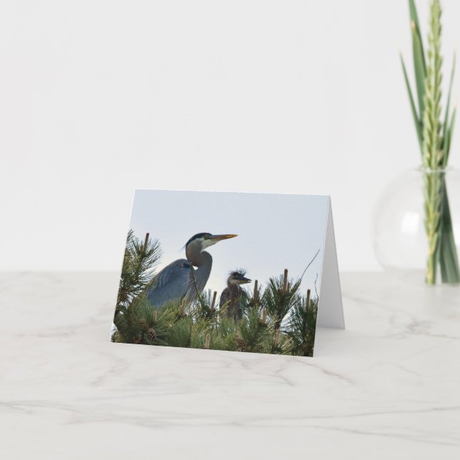 Great Blue Heron and its Baby Card (Front)