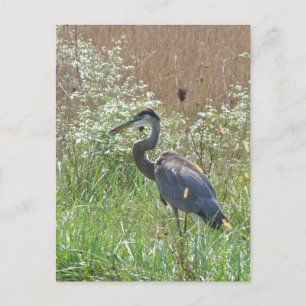Great Blue Heron - Ardea herodias Postcard