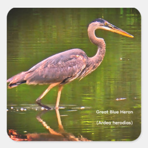 Great Blue Heron (Ardea herodias) Square Sticker