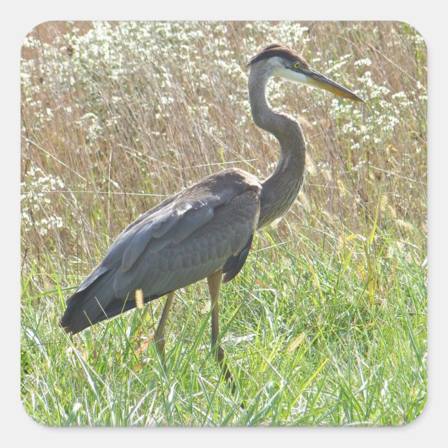 Great Blue Heron - Ardea herodias Square Sticker (Front)