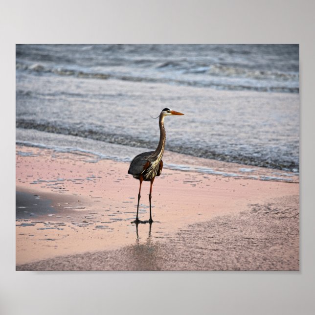 Great Blue Heron at Sunset, Florida Poster (Front)