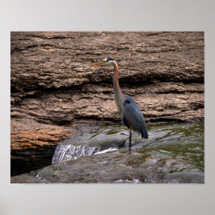 Great Blue Heron at the Falls Poster