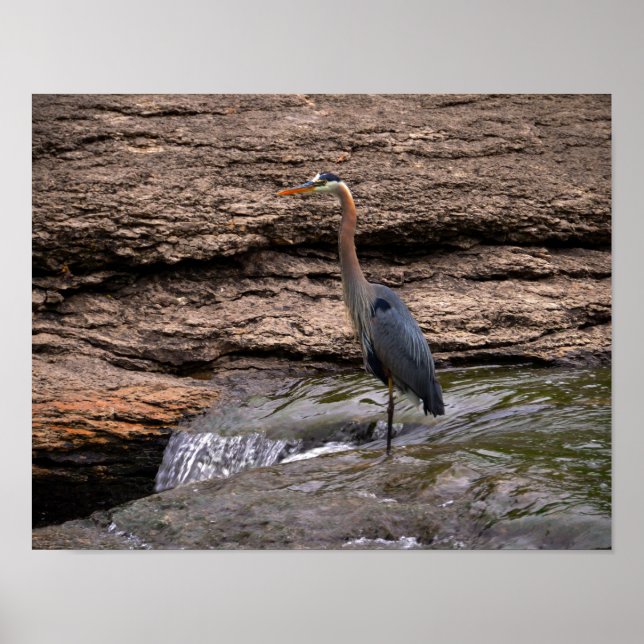 Great Blue Heron at the Falls Poster (Front)